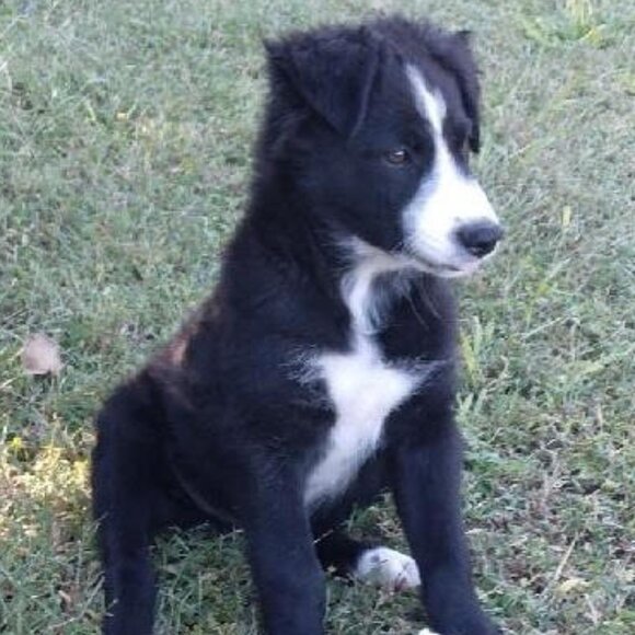 Meet your Posher, Chris - Picture 1 of 2